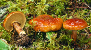 Suillus glandulosus ("Boreal Bolete")