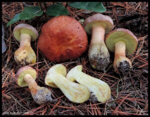 Aureoboletus abruptibulbus ("Sand Bolete")