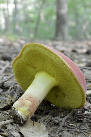 Boletus roodyi ("Roody's Bolete")
