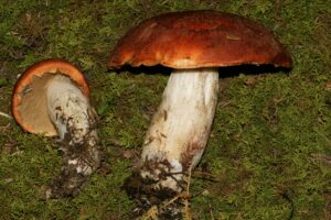 Leccinum fibrillosum