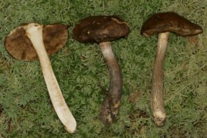 Leccinum glutinopallens