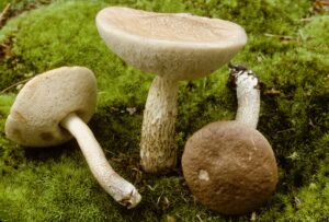 Leccinum holopus ("Ghost Bolete")