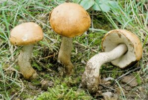 Leccinum insigne (placeholder for birch/aspen mates)