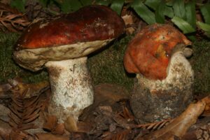 Leccinum manzanitae ("Manzanita Bolete")