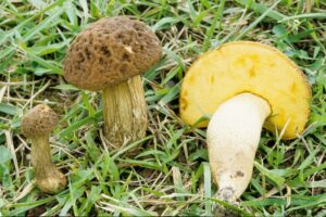 Leccinum crocipodium