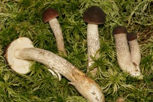 Leccinum subgranulosum