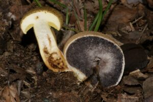 Pseudoboletus parasiticus ("Parasitic Bolete")