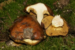 Suillus albivelatus