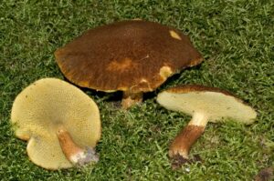 Suillus ampliporus ("Hollow Stalked Larch Bolete")
