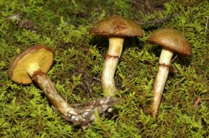 Suillus subolivaceus