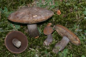 Sutorius eximius ("Lilac Brown Bolete")
