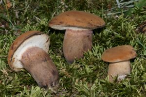 Tylopilus ferrugineus