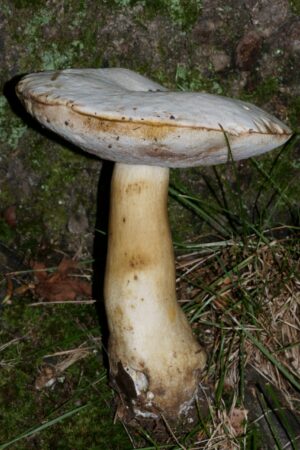 Tylopilus intermedius ("Bitter Parchment Bolete")