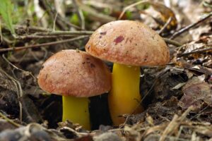 Aureoboletus gentilis