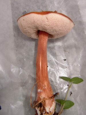 Austroboletus gracilis var. pulcherripes