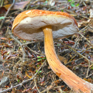 Austroboletus gracilis var. flavipes