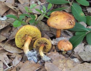Boletus ochraceoluteus