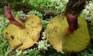 Boletus purpureorubellus