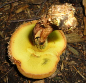 Buchwaldoboletus lignicola ("Wood Bolete")