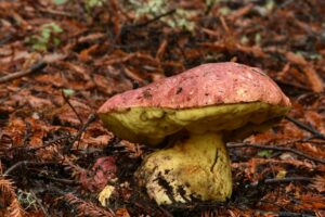 Butyriboletus autumniregius ("Red-Capped Butter Bolete")