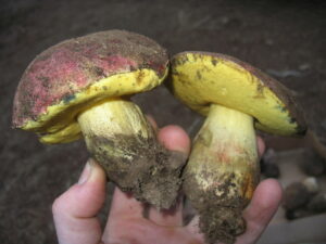 Butyriboletus primiregius ("Red-Capped Butter Bolete")