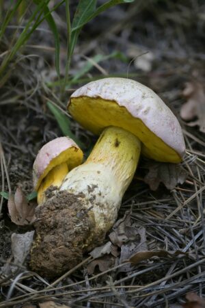 Butyriboletus pulchriceps