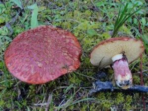 Suillus spectabilis