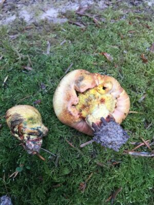 Gastroboletus citrinobrunneus