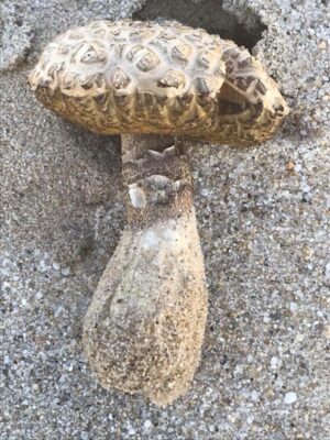 Leccinum arenicola ("Sand Loving Leccinum")