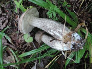 Leccinum griseonigrum