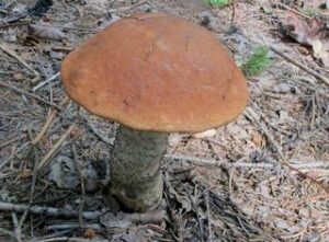 Leccinum piceinum (placeholder for spruce)
