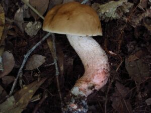 Leccinum roseoscabrum