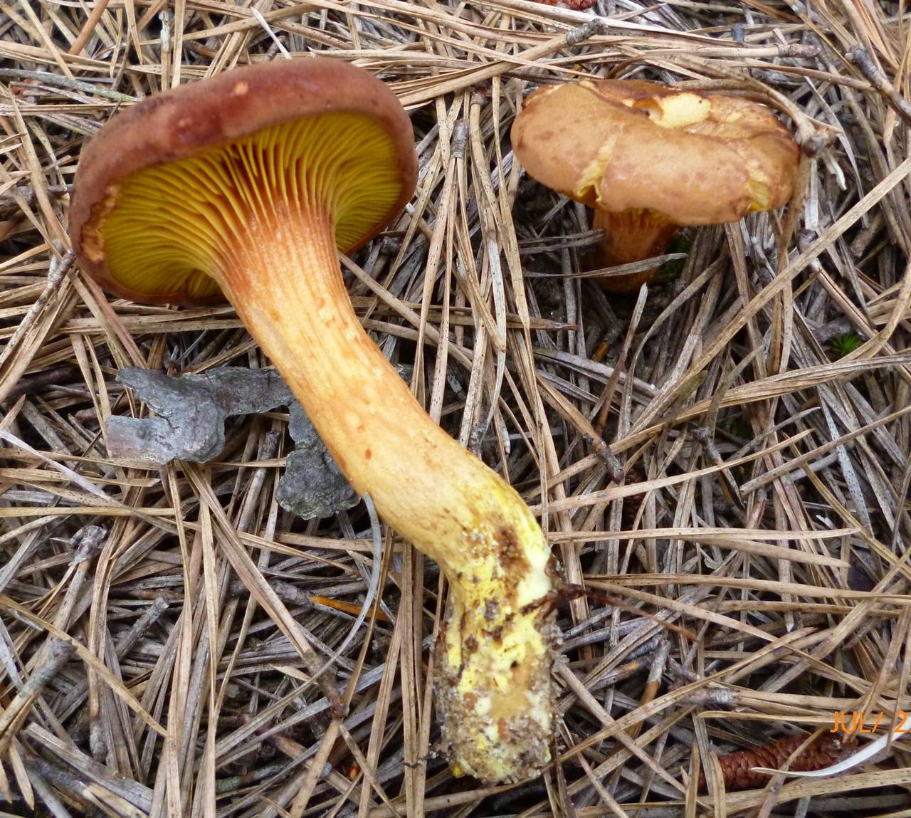 All 98+ Images brown mushroom with yellow sponge like gills Latest