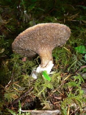 Suillus anomalus