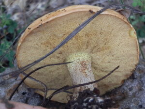 Suillus kaibabensis ("Kaibab Slippery Jack")