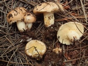 Suillus occidentalis