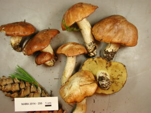Suillus subalpinus