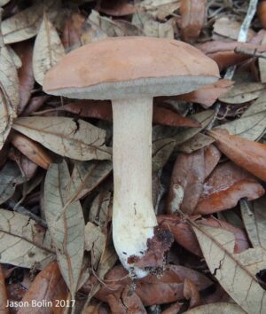 Tylopilus minor