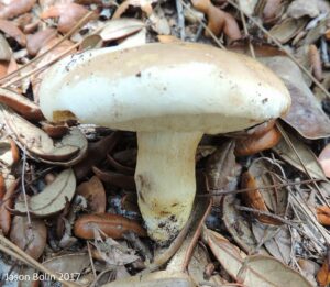 Tylopilus rhodoconius