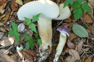 Tylopilus williamsii