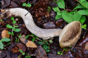 Leccinum alaskanum