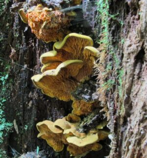 Pseudomerulius curtisii