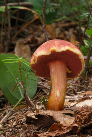 Chalciporus rubinellus