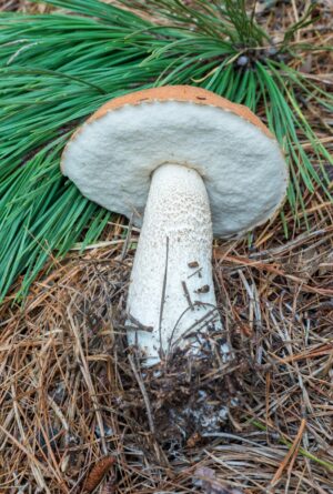 Leccinum vulpinum (placeholder for coniferous mates)