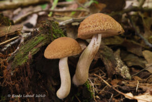 Leccinum quercophilum