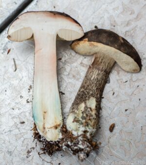 Leccinum variicolor ("Mottled Bolete")
