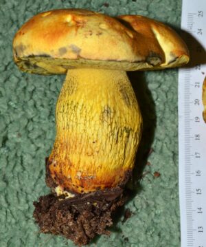 Alessioporus rubriflavus