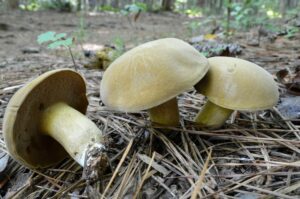 Boletus durhamensis