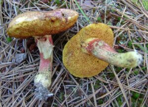 Amoenoboletus weberi