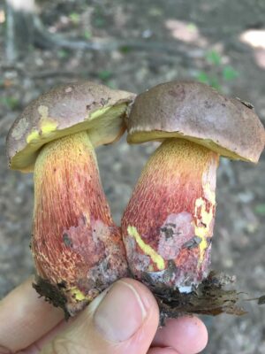 Butyriboletus billieae ("Billie's Bolete")